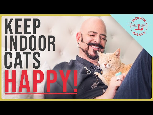 How to Keep Indoor Cats HAPPY