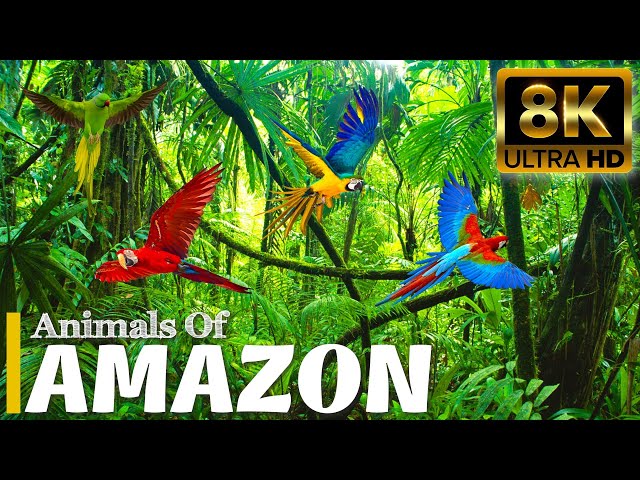 Discovery Animal Of Amazon Jungle 8K - Relaxation Film and Real Sound
