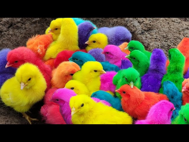 Menangkap ayam lucu, ayam warna warni, ayam rainbow, bebek, angsa, ikan hias, ikan cupang, kelinci