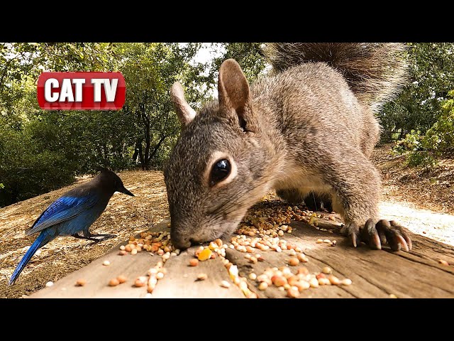 CAT TV For Cats To Watch | California Squirrel and Bird Compilation | Dog TV 😼 🐶