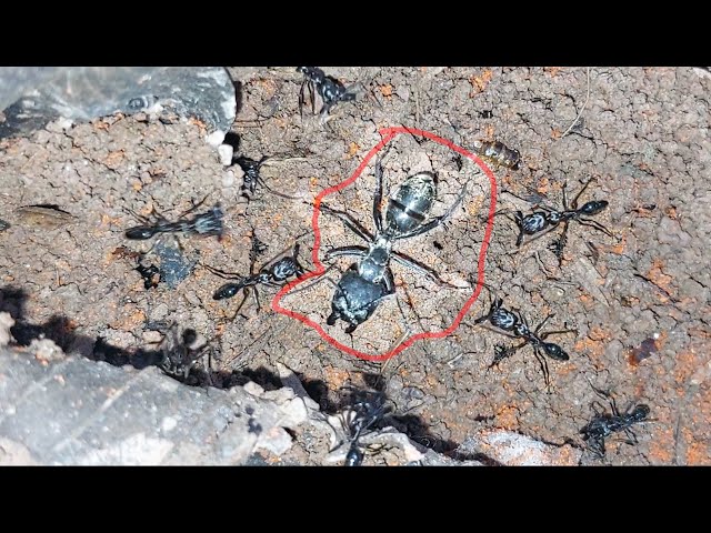 A giant ant can repel an entire colony of ants?