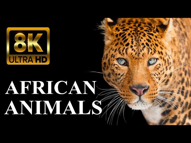 WILD AFRICA 8K ULTRA HD – Legendary African Animals