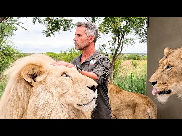 Do the LIONS Remember Kevin Richardson? | The Lion Whisperer