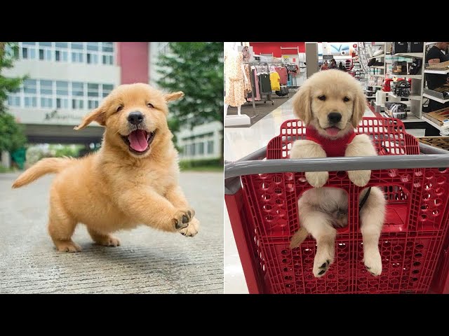 Funniest & Cutest Golden Retriever Puppies #4 - Funny Puppy Videos 2023
