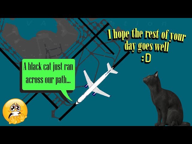 A black cat runs about at Kennedy Airport | Does it bring bad luck?