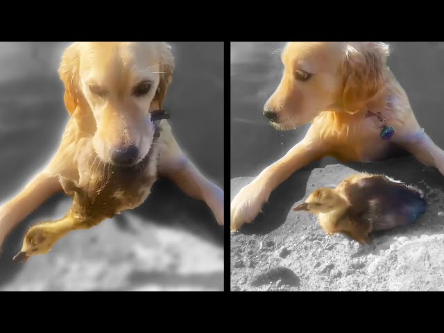 Dog Saves Baby Duck
