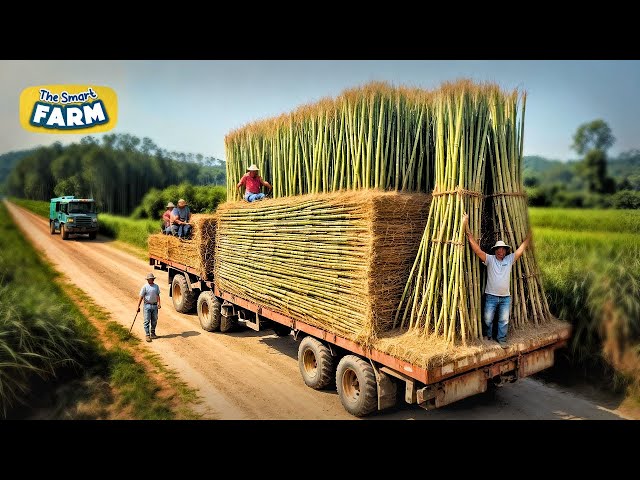 How Bamboo Products Are Made: From Planting Bamboo to Toothbrush Factory