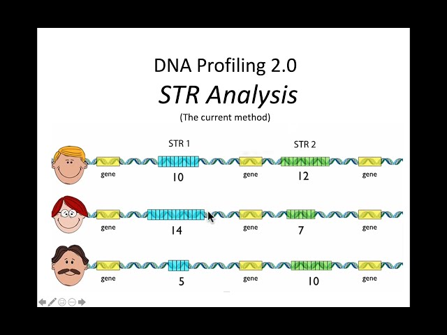 STR DNA