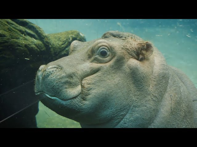The Perfect Song for Tony the Hippo