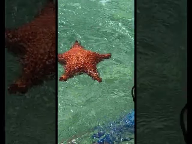 Starfish Attacks Boy in the Bahamas!! ⭐️🐠