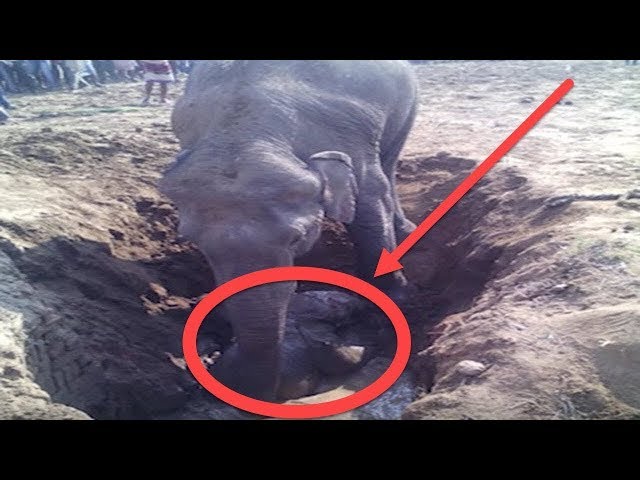 Elephant Digs A Hole For 11 Hours, What She Pulls Out… OMG