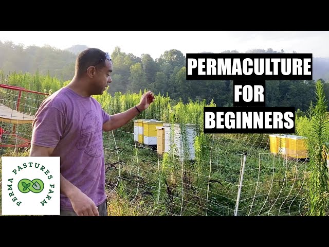 Permaculture Demystified: Your Essential Guide for Beginner Green Thumbs!
