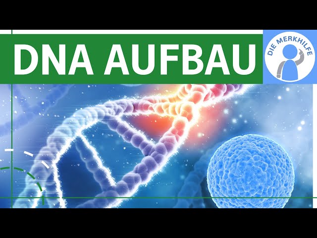 Zusammensetzung der DNA / DNA Aufbau - Bestandteile & Struktur der DNA - Nucleotide, Bausteine