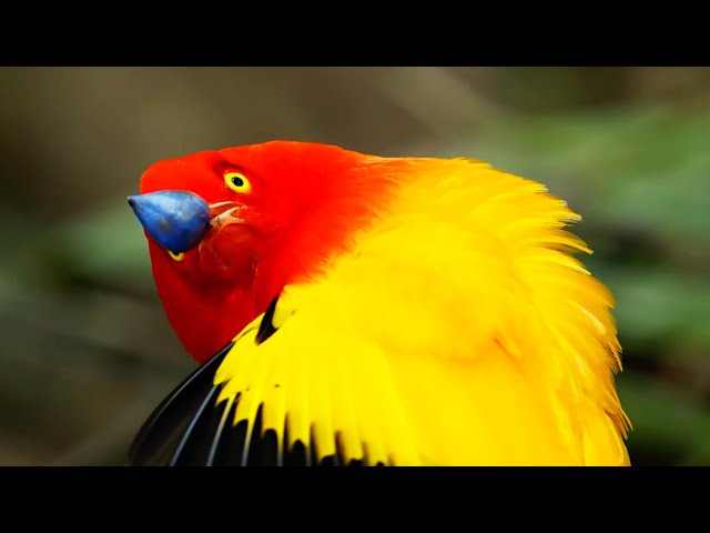 Fascinating Colours of the Animal Kingdom | BBC Earth