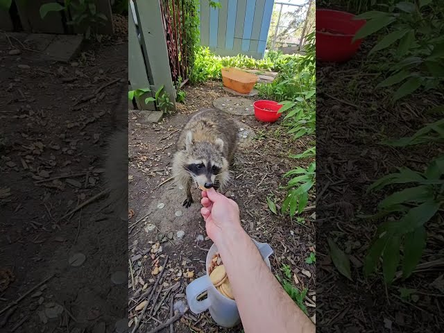 Raccoons need our tolerance