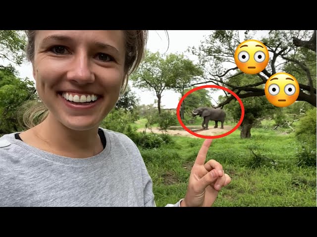 Ein Elefant überrascht uns in unserem Camp!! (NUR DEUTSCH!)