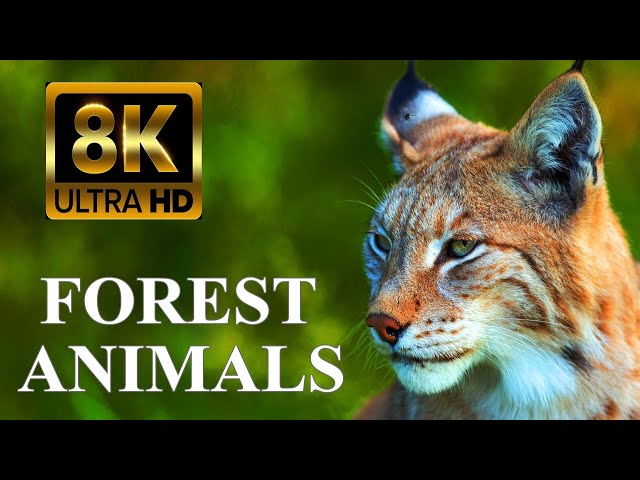 FOREST ANIMALS 8K ULTRA HD – Forest Wildlife with REAL Nature Sounds