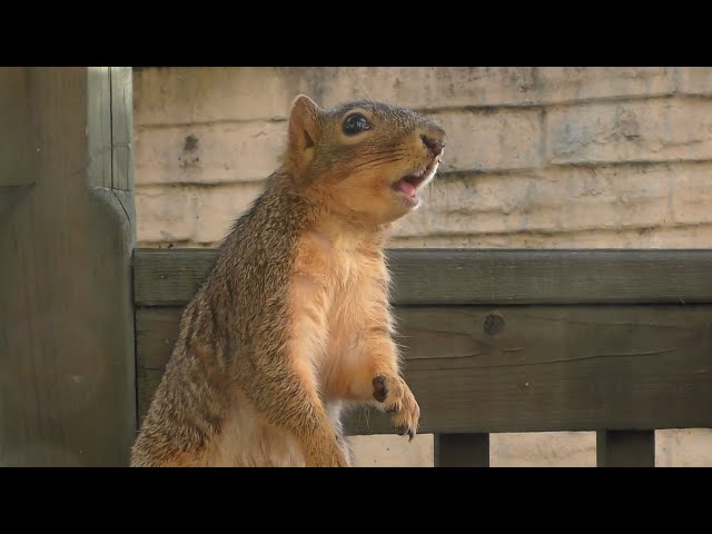 Porch Critter Karaoke 3 Featuring Spencer the Squirrel - Blitzkrieg Bop