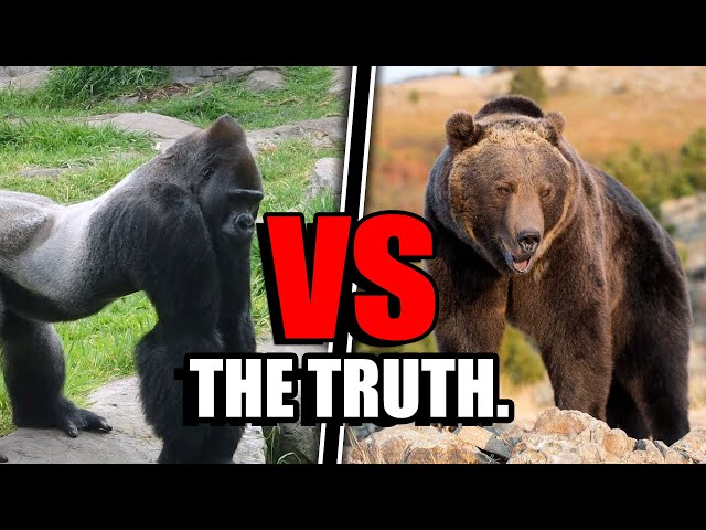 Gorilla VS Grizzly Bear - Who Would ACTUALLY Win?