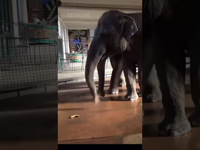 Elephant Peels Banana (part 2 of 2)