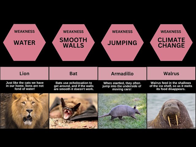 Animals and their weakness Survival  | Comparision Tv