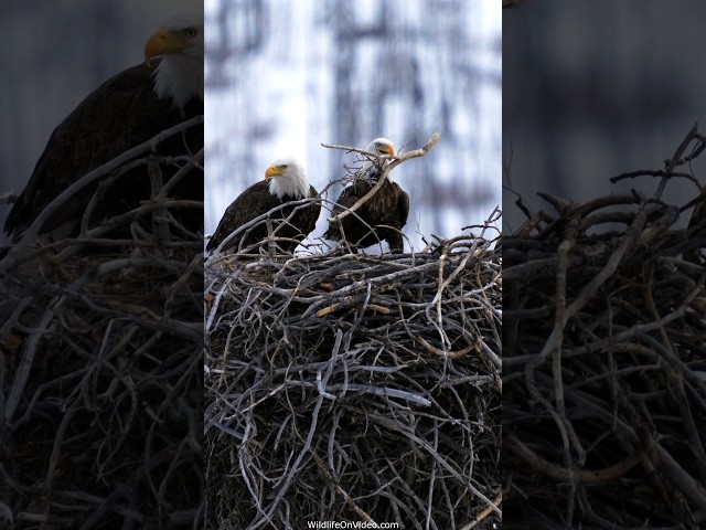 Eagles Back from Migration Fortifying their Huge Nest