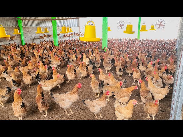 Process raising Chickens for egg in Poultry Farm