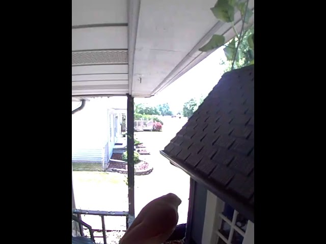 Bird House Doorbell Cam  🐦 So Cute!  🥰 #shorts