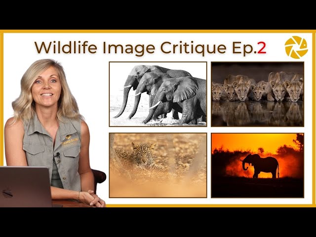 Wildlife Photo Critique Ep2