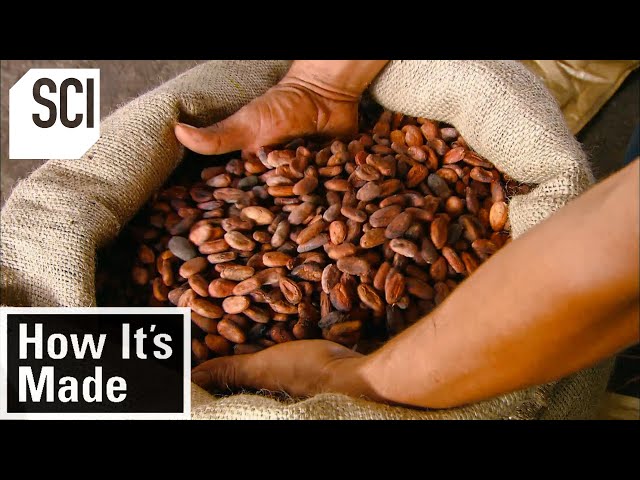 How Cocoa Beans Are Made | How It's Made | Science Channel