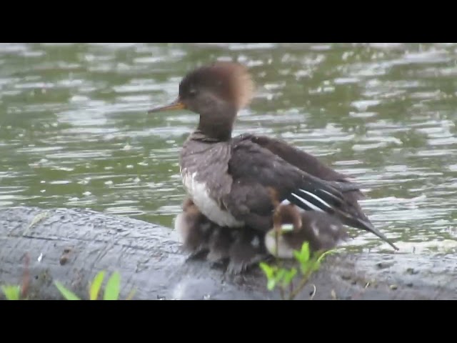 Rainy Day Hooded Merganser Family with 7 Ducklings, Glasgow Park, Newark DE. May the 4th, 2024.