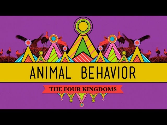 Animal Behavior - CrashCourse Biology #25