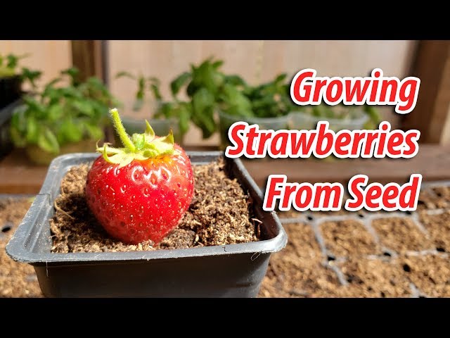 How To! Growing Strawberries From Seeds (2019)