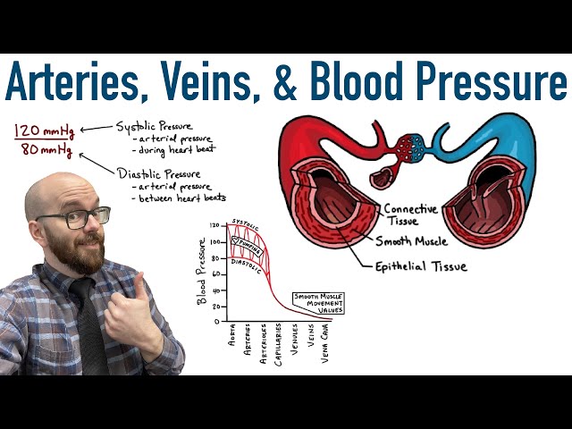 Arteries, Veins, and Blood Pressure
