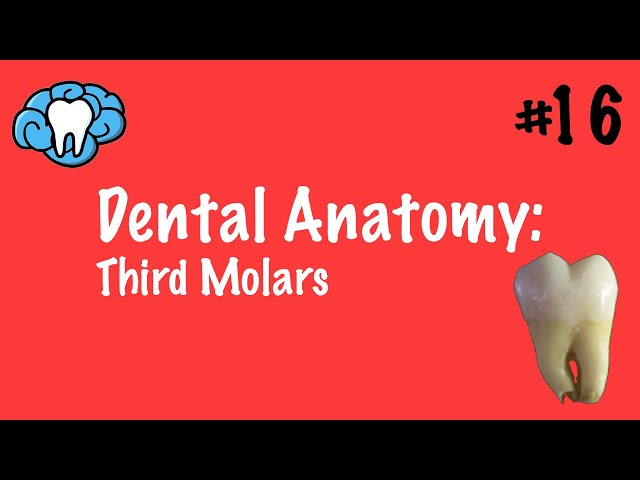 Dental Anatomy | Third Molars | INBDE