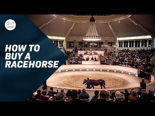 How To Buy a Racehorse with Star Bloodstock