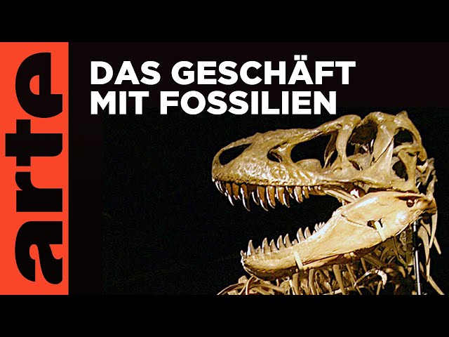 Auf der Jagd nach Dino-Fossilien | Doku HD | ARTE