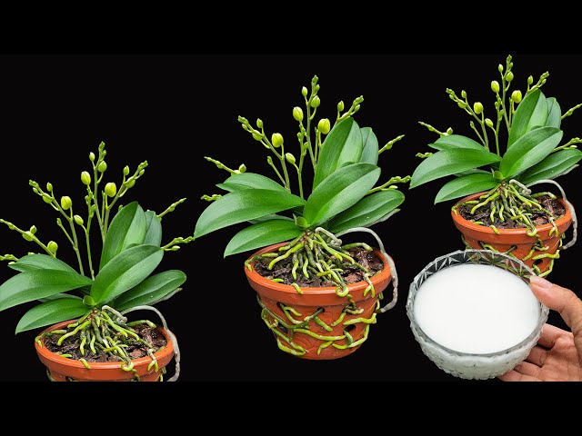 Just one bowl! The weakest orchid immediately bloomed with 1,000 flowers and bristling roots