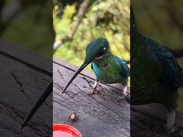 Qué le pasa a este colibrí?