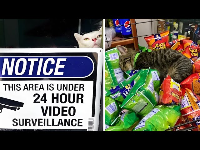 Best Of All Pics Of Bodega Cats That Look Like They’re Running The Place