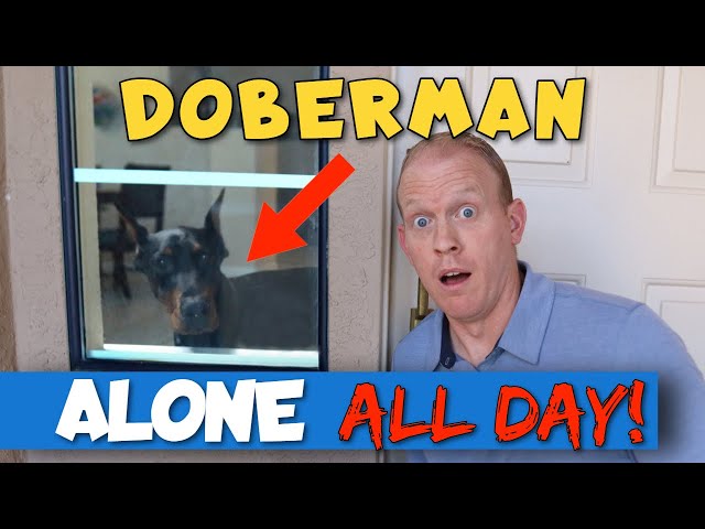 Free Roaming a Doberman in YOUR HOUSE - with Petcube Cam!