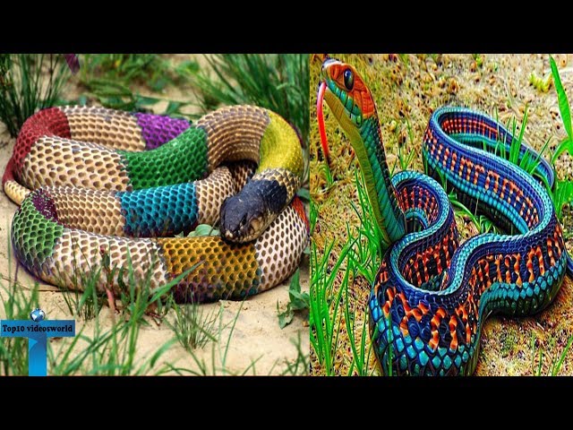 Top 10  Most Beautiful & Colorful Large Snakes In The World For Pet