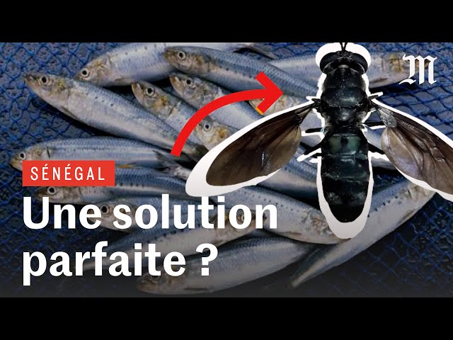 Le Sénégal manque de poisson (mais il y a peut-être une solution)