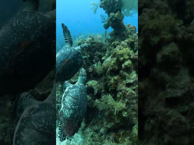 Sea turtles BATTLE over territory!
