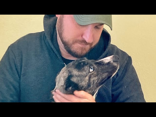 Shelter dog meets the man of her dreams