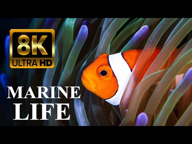 Secrets of Coral Reefs Marine Life 8K Ultra HD