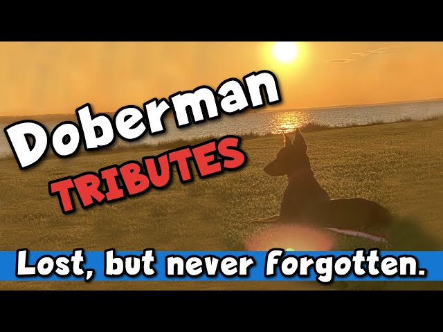 Doberman Tributes—My Viewer's Lost Dobermans