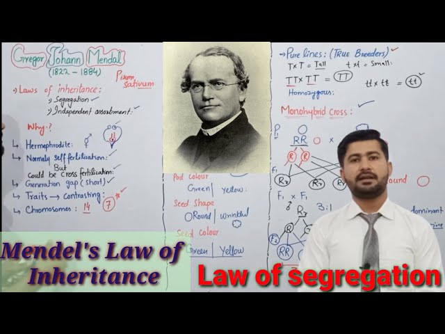 22.2 Mendel's Law of Segregation | Monohybrid cross | Fsc 2nd year Biology