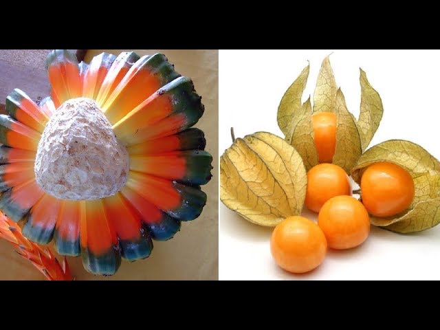 10 Of The Most Weird And Exotic Fruits in The World You've Probably Never Heard Of