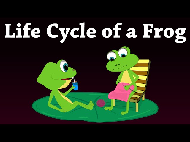 Life Cycle of a Frog | #aumsum #kids #science #education #children